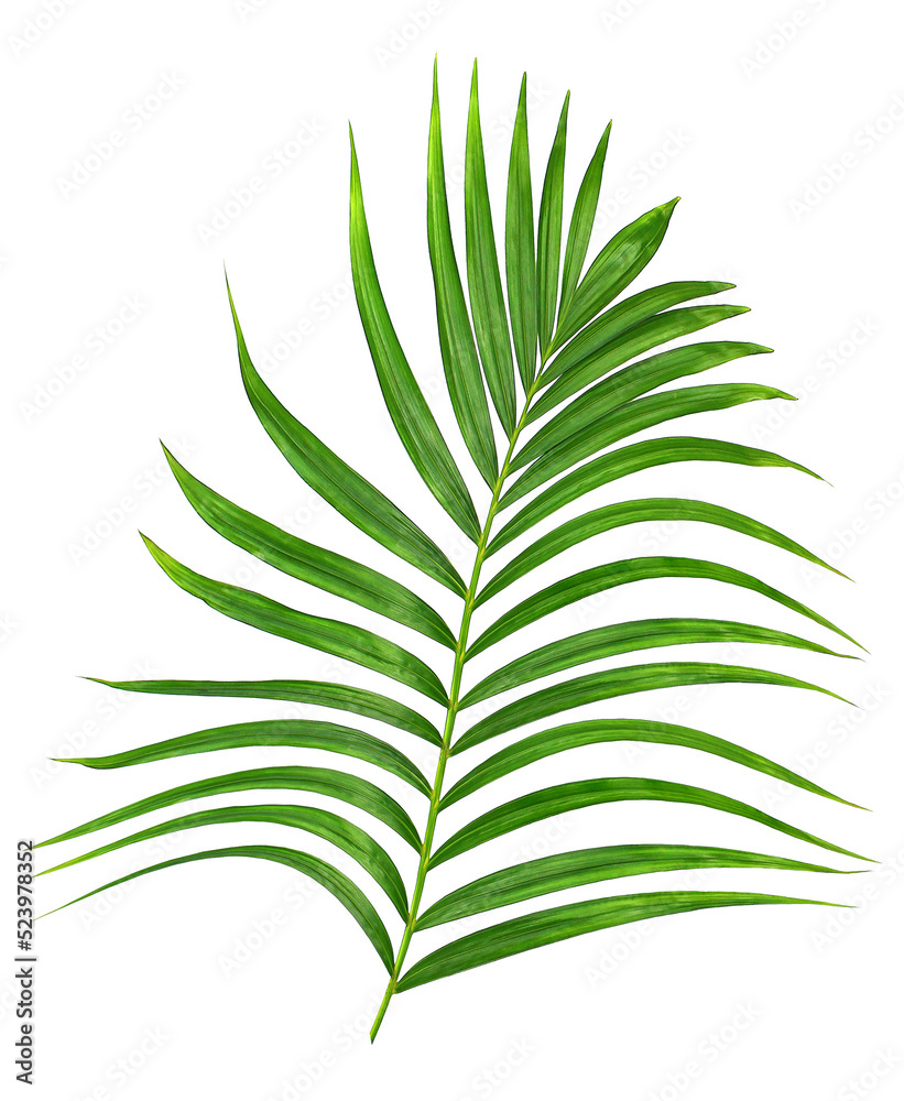 Green leaf of palm tree on transparent background png file Green leaf of palm tree on transparent background png file