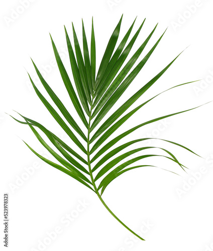 Green leaf of palm tree isolated on transparent background png file