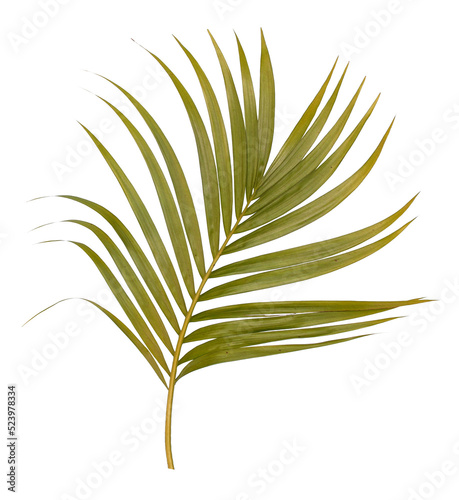 Green leaf of palm tree isolated on transparent  background png file