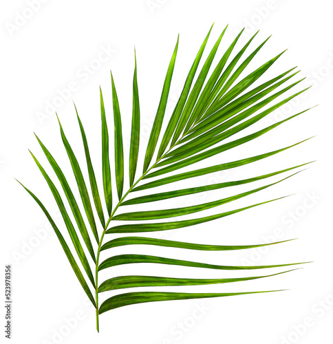 Green leaf of palm tree on white background