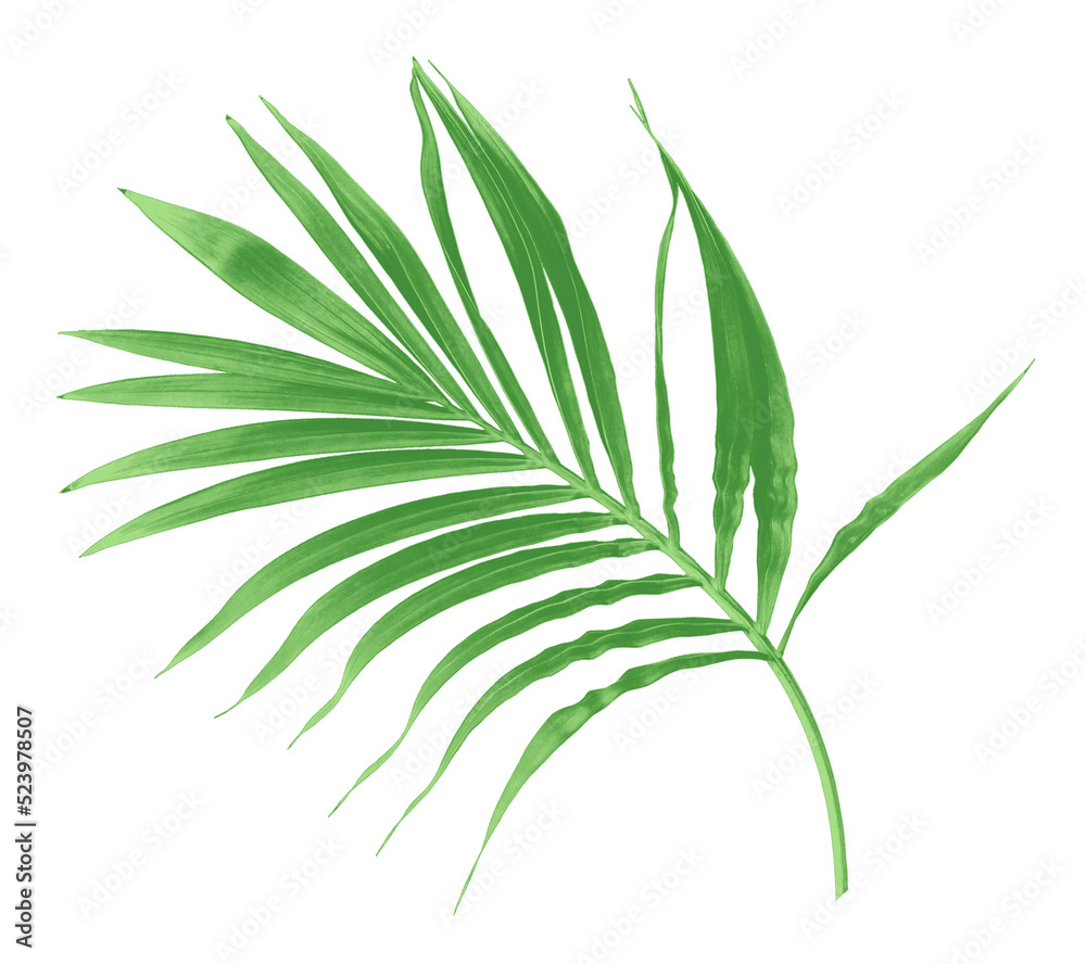 green leaf of palm tree isolated on transparent background png file green leaf of palm tree isolated on transparent background png file