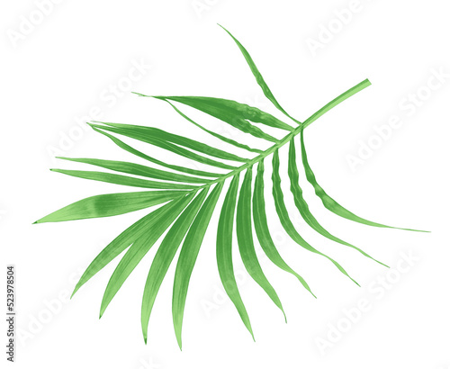 Fototapeta Naklejka Na Ścianę i Meble -  green leaf of palm tree isolated on transparent background png file