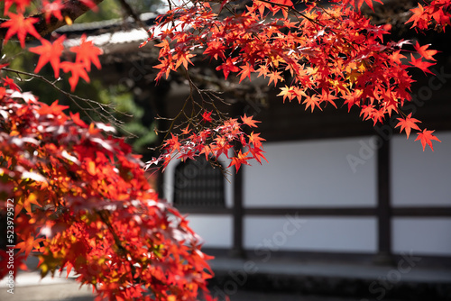 紅葉に染まる晩秋の禅寺 #012 / 広島県三原市高坂町許山佛通寺