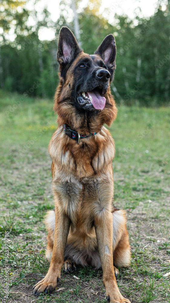 A German Shepherd is sitting on the grass