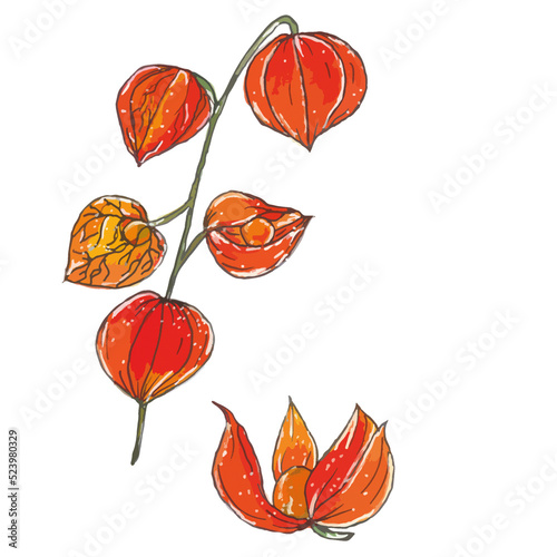 Physalis on a white background, withered plant in orange color, edible berries, drawing of physalis in bloom, illustration of a branch with berries