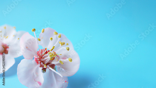 spring flowers on a pastel blue background, close up