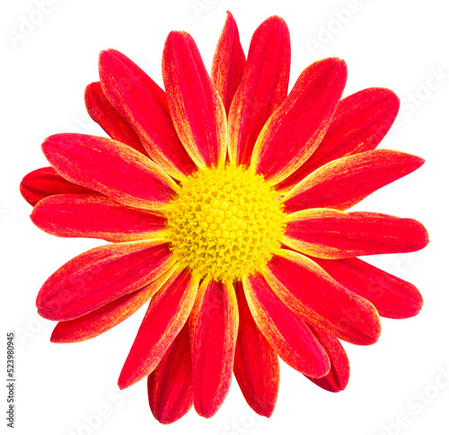 Red chrysanthemums daisy flower isolated with clipping path