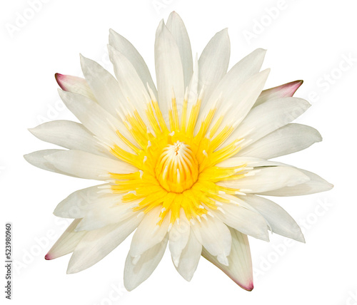 Yellow lotus flower isolated on white background