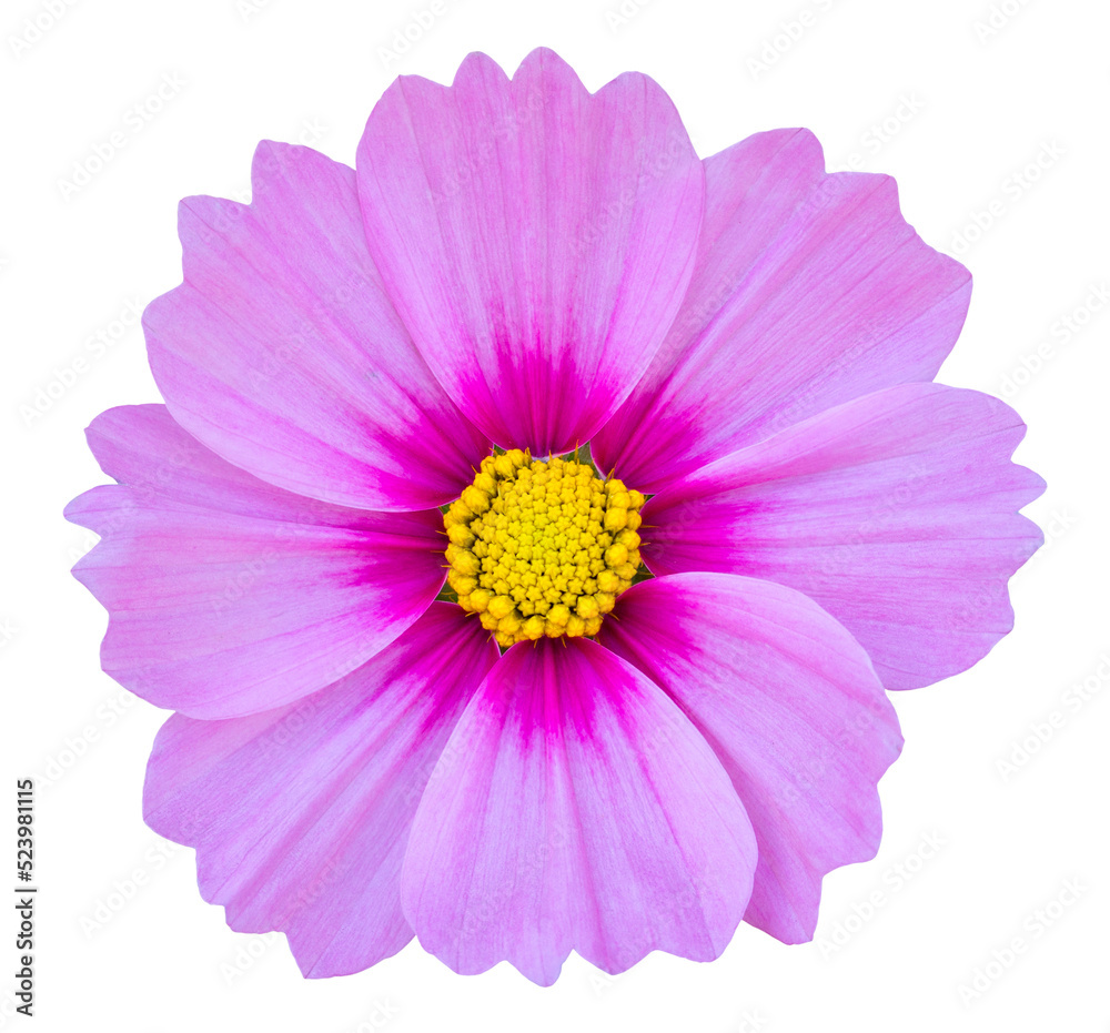 blue cosmos flower isolated with clipping path blue cosmos flower isolated with clipping path