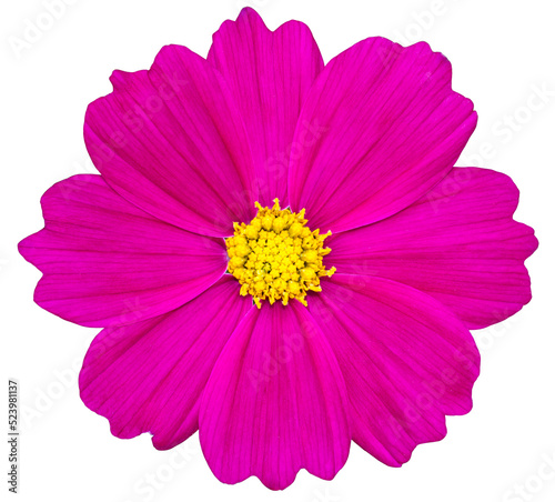 Purple cosmos flower isolated with clipping path