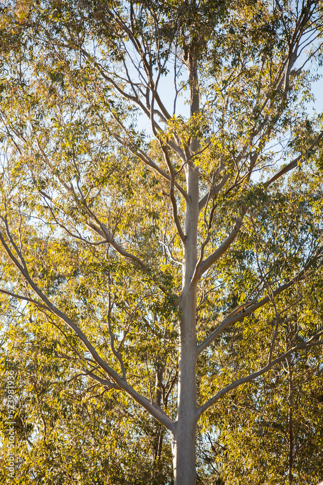Golden morning sunlight shining off light barked gum tree Golden morning sunlight shining off light barked gum tree