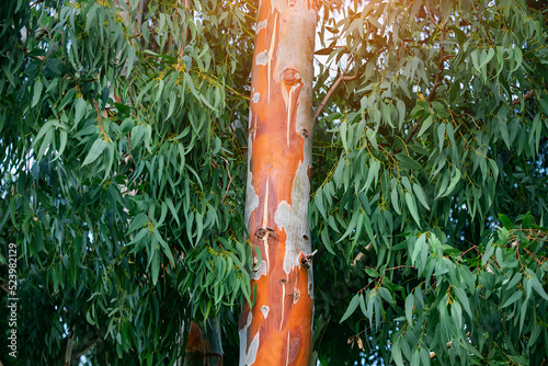 The eucalyptus tree is one of the most famous endemics of Australia. The red trunk and leaves contain various chemicals used in medicine. photo