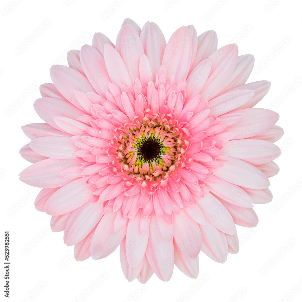 pink gerbera flower isolated with clipping path pink gerbera flower isolated with clipping path