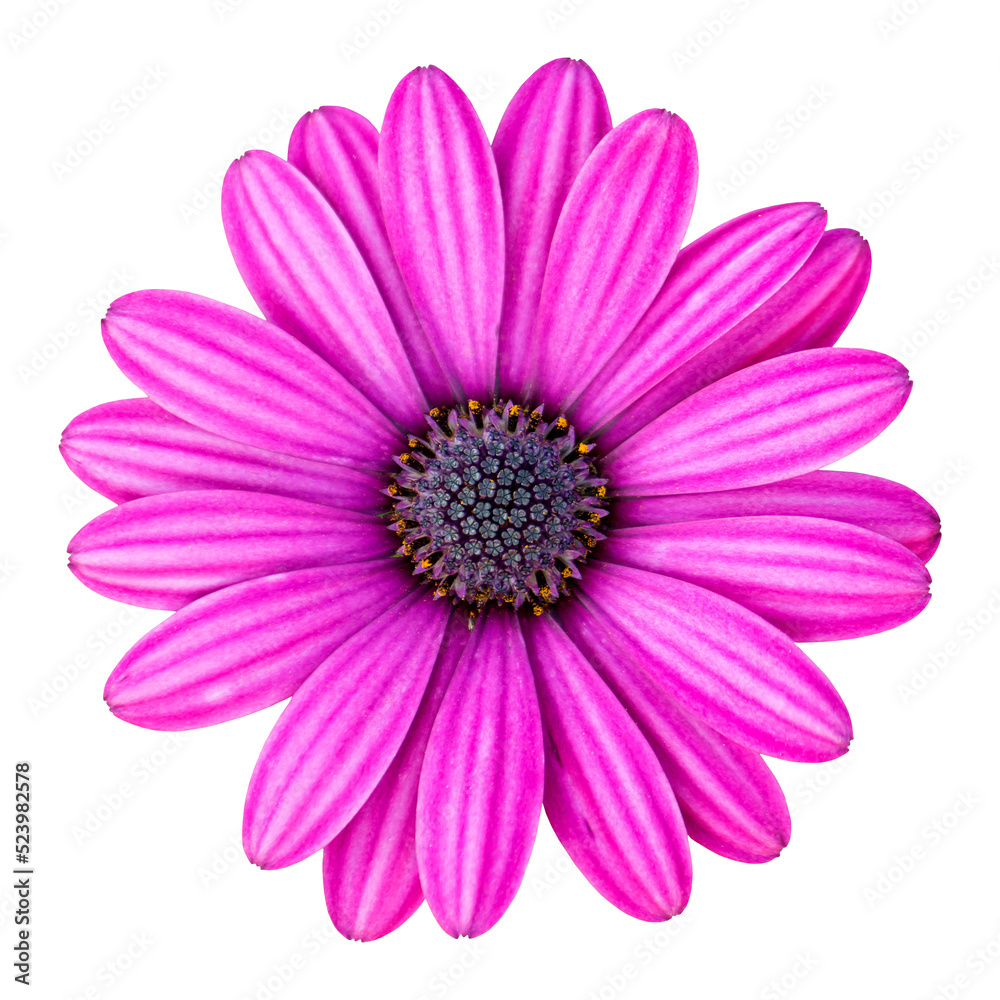 blue osteospermum daisy flower isolated with clipping path