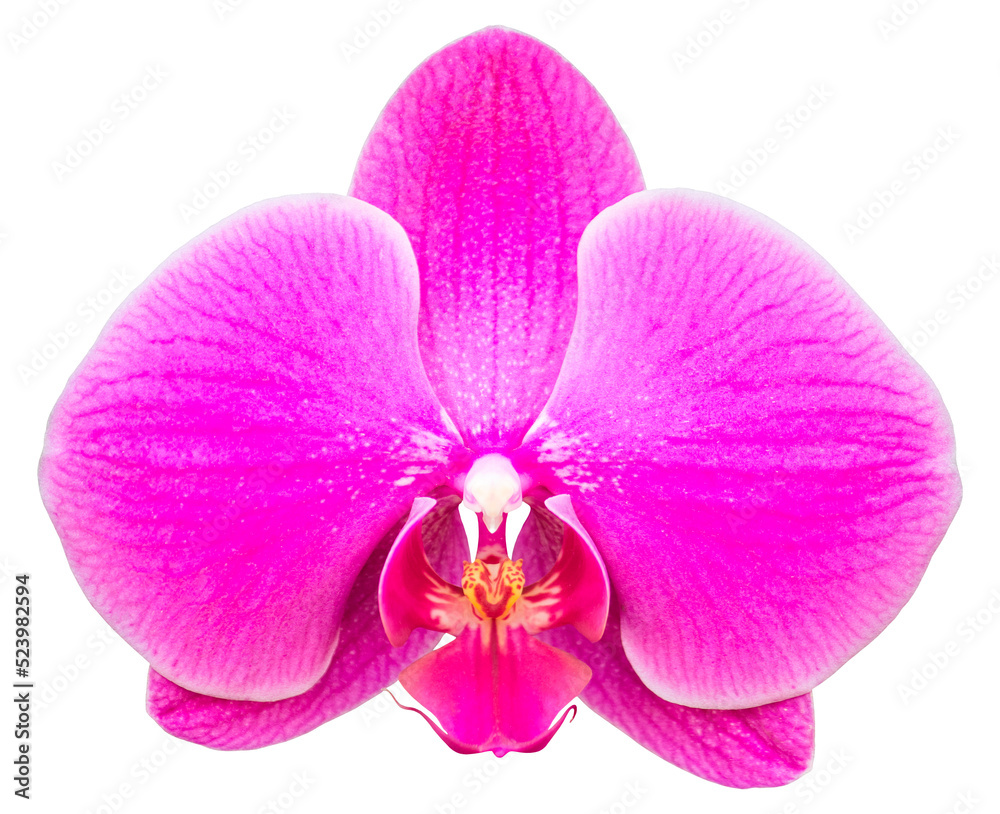 Fototapeta premium pink phalaenopsis orchid flower isolated with clipping path