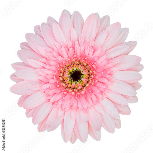 pink gerbera flower isolated with clipping path © aopsan