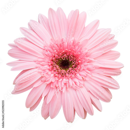 Fototapete pink gerbera flower isolated with clipping path