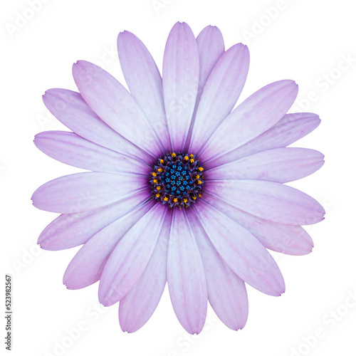 blue osteospermum daisy flower isolated with clipping path photo