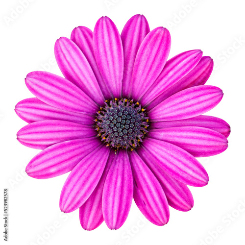 blue osteospermum daisy flower isolated with clipping path