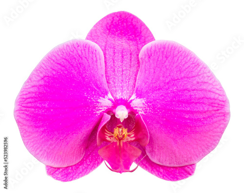 pink phalaenopsis orchid flower isolated with clipping path
