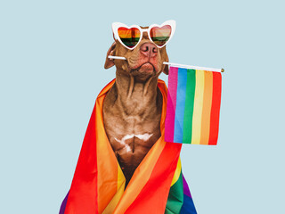 Lovable, pretty dog and Rainbow Flag. Close-up, indoors. Studio photo. Congratulations for family, loved ones, relatives, friends and colleagues. Pets care concept