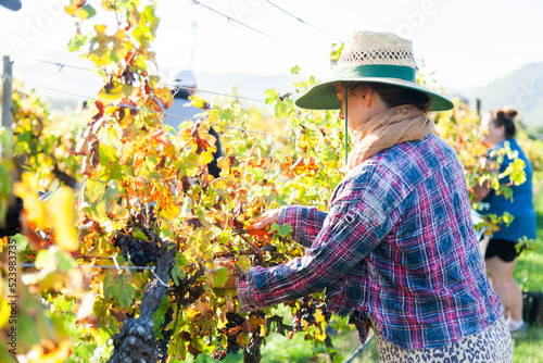 Woman working on farm picking grapes in morning light in Hunter Valley photo