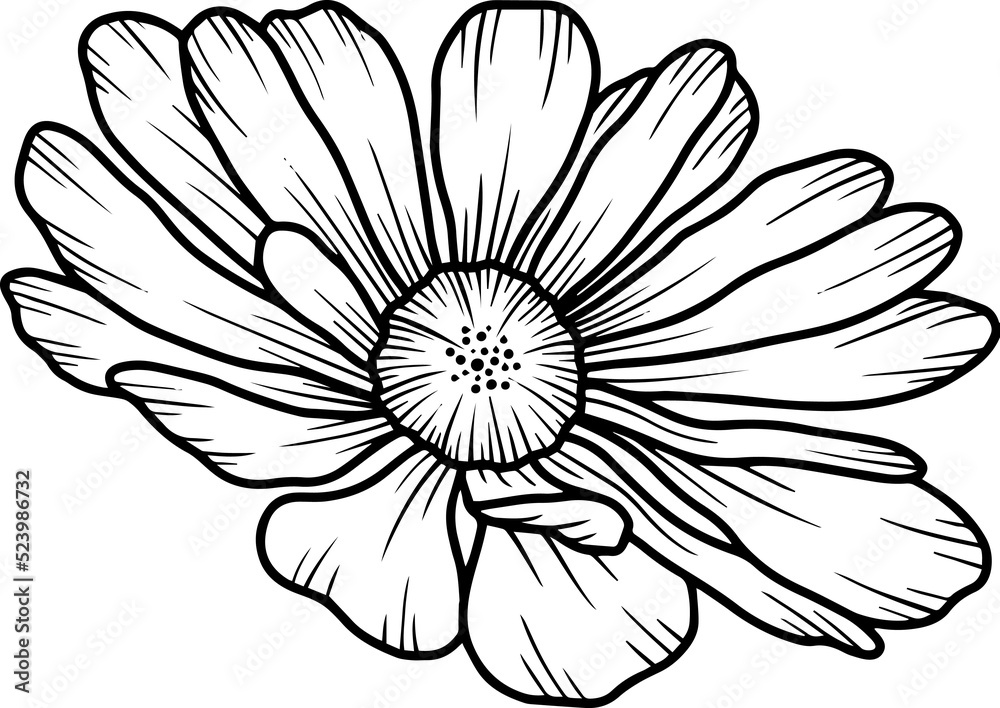 Fototapeta premium Hand Drawn Flower Sketch Line Art 