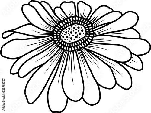 Hand Drawn Flower Sketch Line Art 