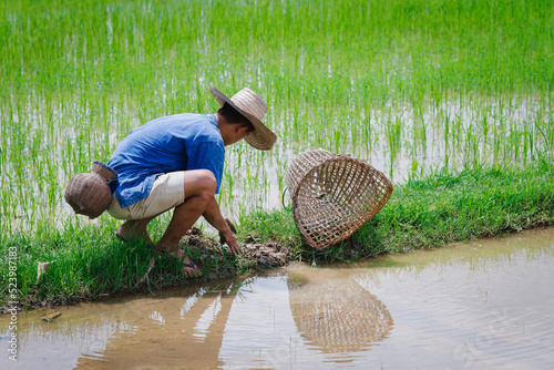 farmer is using a fishing trap to catch fish in the field.