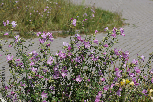 Flowering greater musk-mallow (Malva alcea) of the family Malvaceae, or the mallows. On the verge, along the street. Summer, July, Netherlands.