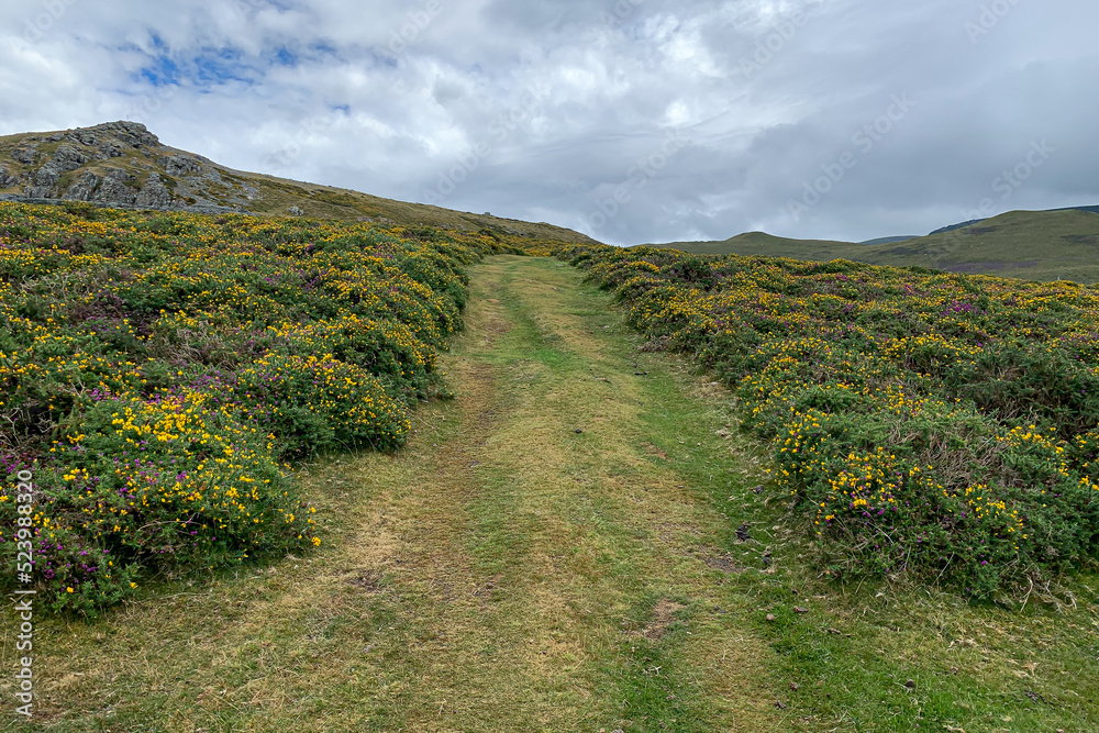 Uphill rural trail amid natural vegetation in Snowdonia National Park, Wales, UK