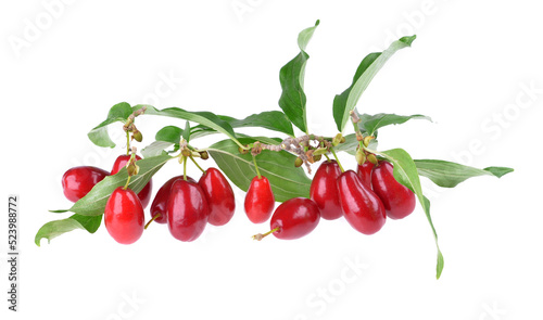 Bunch of fresh ripe cornus mas dogwood fruits with green leaves isolated on white background photo