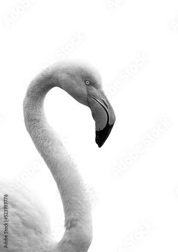 Flamingo Images Black and White 2022 Flamingo with White Background