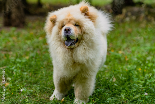 Cute dog of the Chow-chow breed with his tongue hanging out on a walk on a green lawn. © Anton Dios