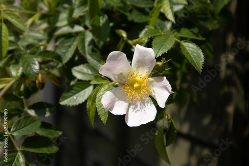 Dog Rose