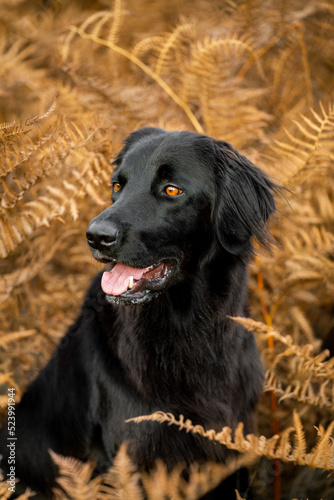 Hovawart dog black one with beautiful orange eyes