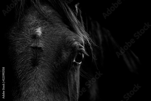 Fine art horse portrait looking at the camera