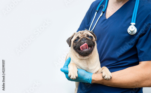 Cropped image of handsome male veterinarian doctor with stethoscope holding cute happy funny pug puppy in arms in veterinary clinic on white background. banner copy space.