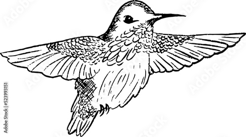 hand drawn hummingbirds 