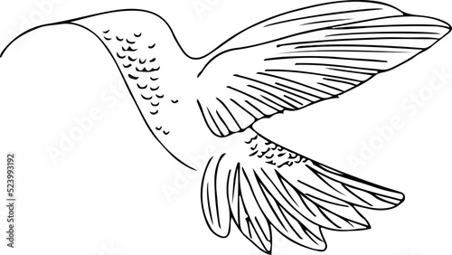 Wallpaper Mural hand drawn hummingbirds  Torontodigital.ca