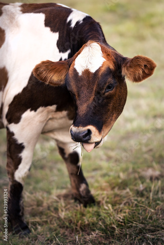Dark brown and white cow closeup while grazing on a meadow, showing tongue