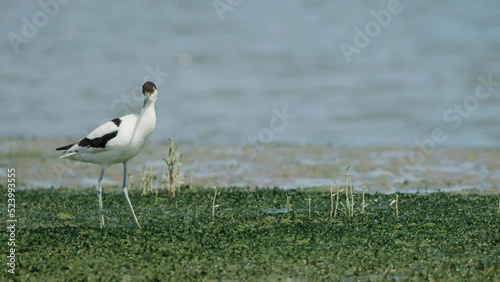 Lone pied colored plumage Kluut stare in camera; isolated shallow depth of field photo