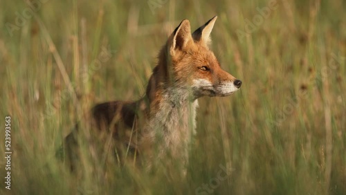 Beautiful red fox vixen in long grass of meadow; frontal low angle photo