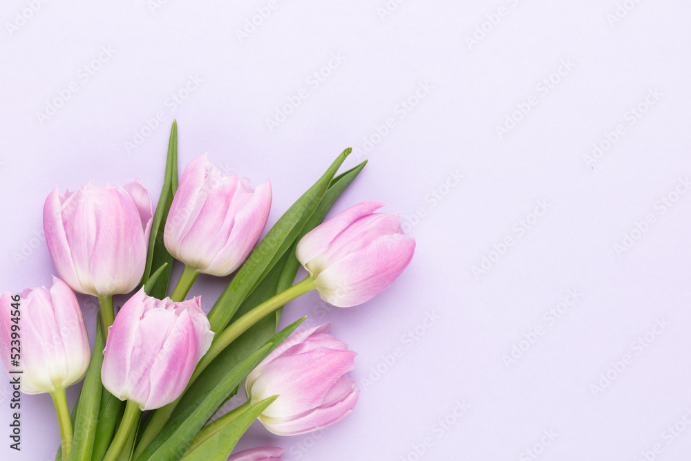 Fototapeta premium Lilac tulip flower on purple background.