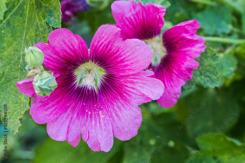 Red flower of hollyhock on a blurred background