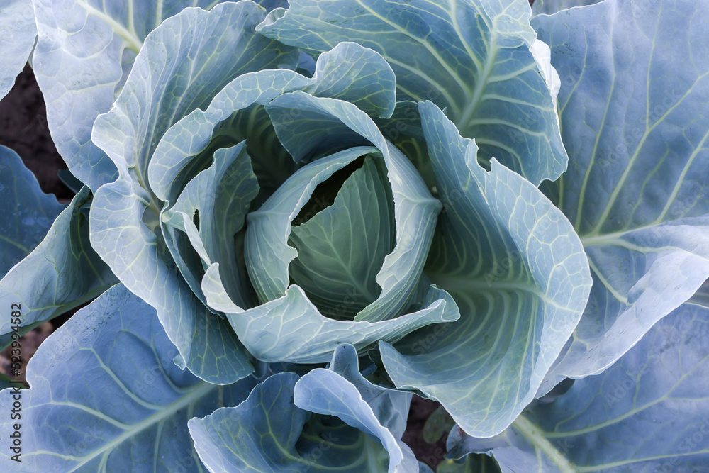 Obraz premium Top view of young unripe white cabbage plant on field