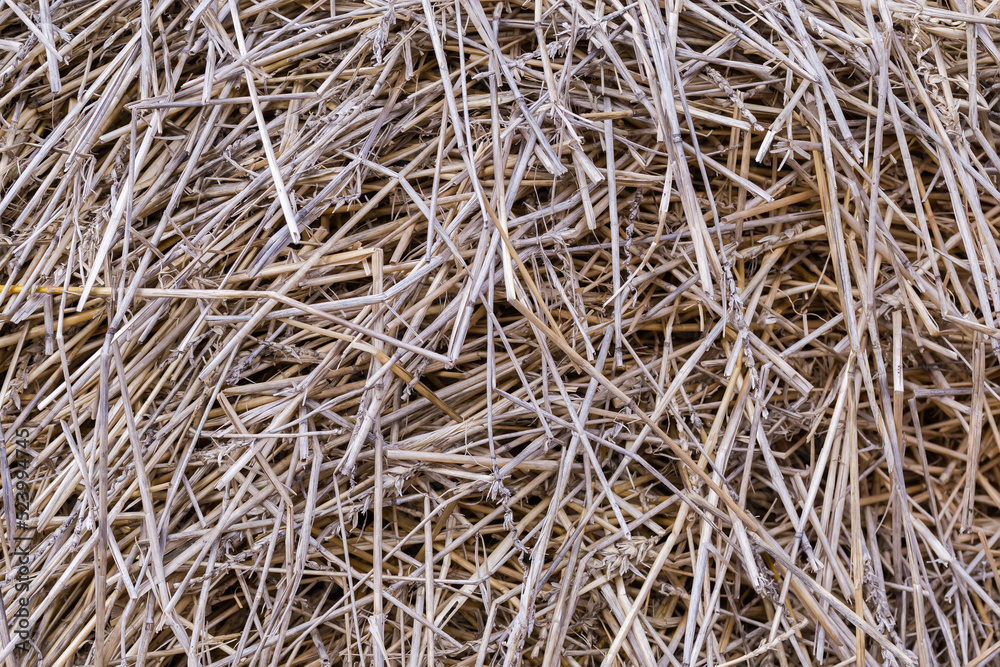 Background of the old darkened wheat straw on a heap Background of the old darkened wheat straw on a heap