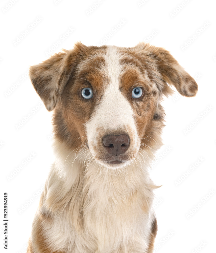 Fototapeta premium Miniature American Shepherd