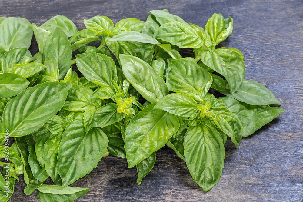 Twigs of the green basil on a black surface Twigs of the green basil on a black surface