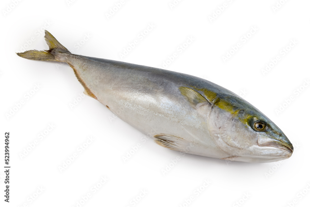 Chilled carcass of the yellowtail on a white background Chilled carcass of the yellowtail on a white background